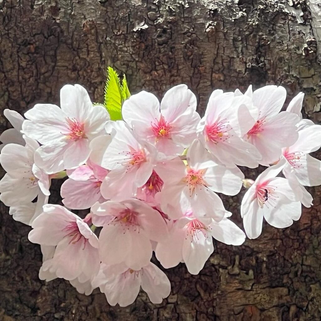 桜