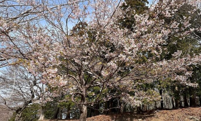 金華山の桜