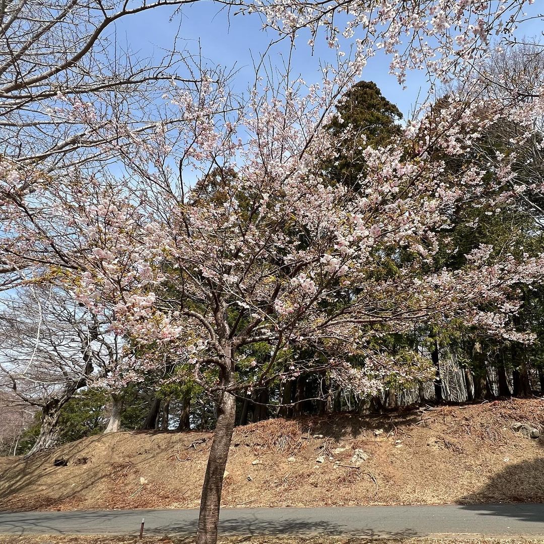 金華山の桜