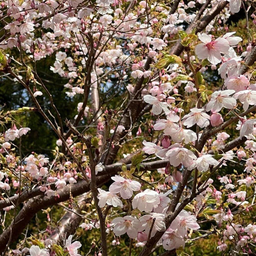 金華山の桜