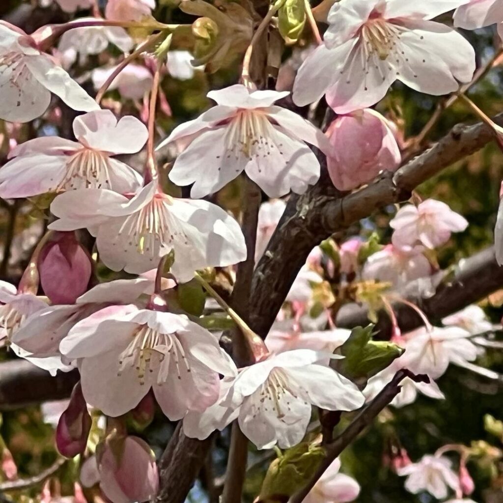 金華山の桜